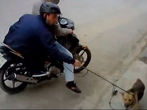 Cướp chó - thủ đoạn phạm tội gây bức xúc dư luận