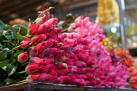 Chợ hoa lớn nhất Hà Nội náo nhiệt trước ngày 8-3