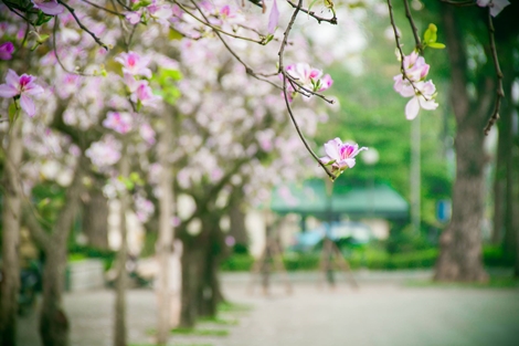 Thiếu nữ Hà Thành dịu dàng đua sắc bên hoa Ban