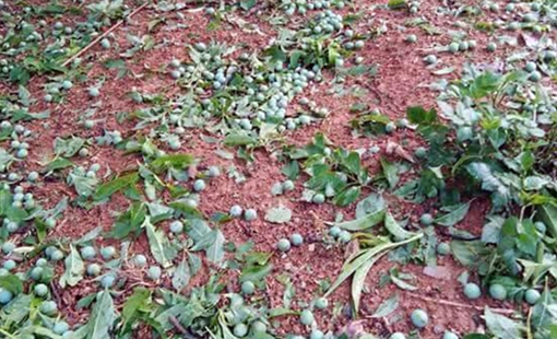 Giông lốc, mưa đá trắng xóa nông trường Mộc Châu