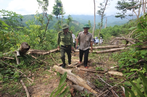 Tháng 4 xảy ra 200 vụ phá rừng trên cả nước