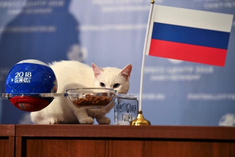 "Nhà tiên tri" mèo Achilles dự đoán 3 điểm cho tuyển Nga ngày ra quân