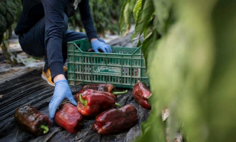 "Nô lệ thời hiện đại" tại trung tâm sản xuất rau lớn nhất Italia