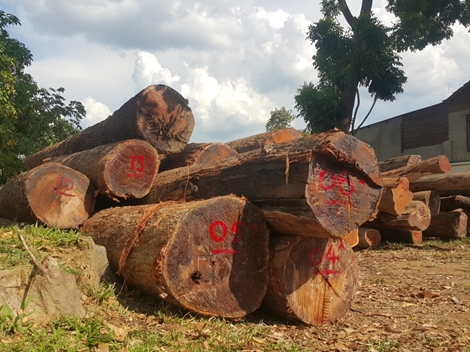 Cần nhiều giải pháp ngăn chặn nạn phá rừng