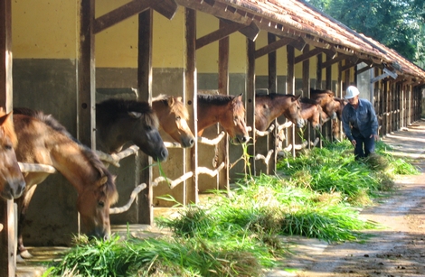 Chuyện nuôi súc vật để… cứu người