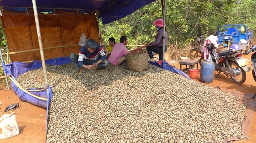 Đề phòng bị lừa khi bán nông sản