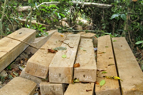 Chủ tịch tỉnh Bình Định chỉ đạo xử lý nghiêm vụ phá rừng ở Vĩnh Thạnh