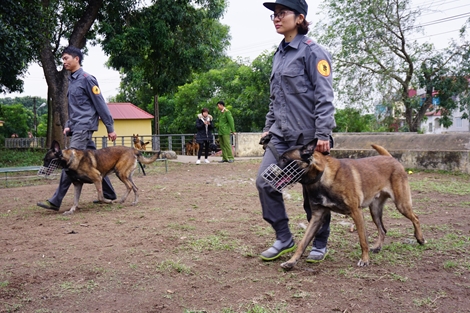 Nhọc nhằn nghề luyện Cảnh khuyển