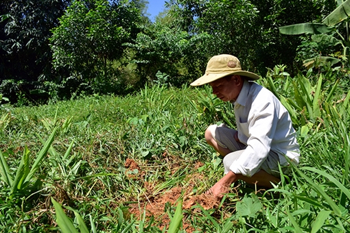 Nông dân lo lắng vì nghệ rớt giá