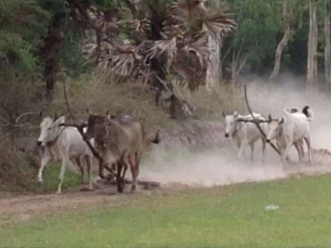 Huấn luyện bò đua ở vùng Bảy Núi