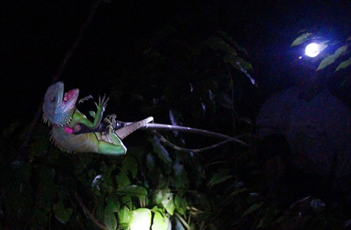 Săn "rồng đất" trên cao nguyên - Báo Công an Nhân dân điện tử