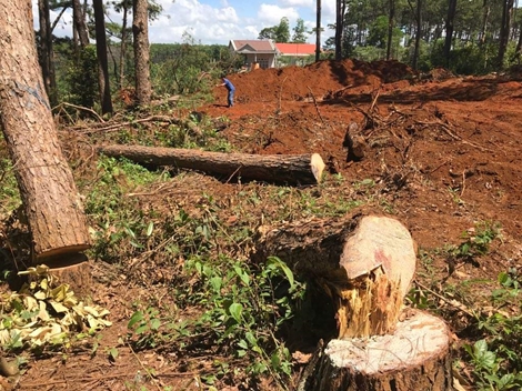 Vô tư phá rừng trước... trạm bảo vệ rừng