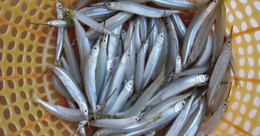 Bỏ bạc triệu lùng mua loài cá "chả ai ngó tới" ở Cà Mau