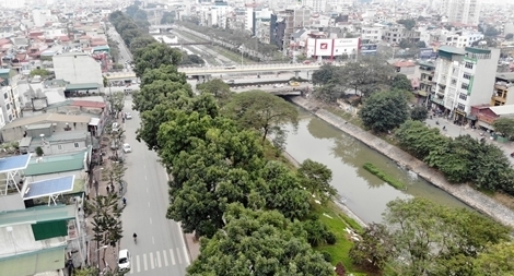 Ngắm hàng cây xanh trên đường Láng trước ngày bị chặt hạ, di chuyển