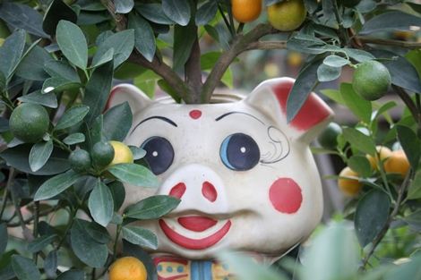 Độc đáo heo đất tài lộc cõng quất bonsai giá tiền triệu