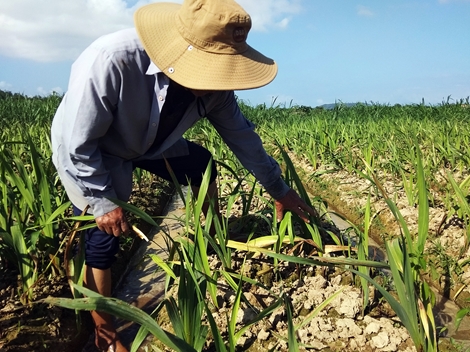 Nhiều chủ vườn điêu đứng vì hoa chết hàng loạt