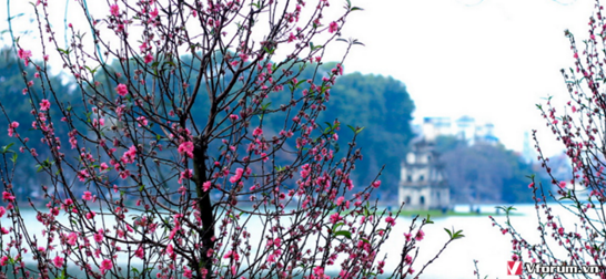 Nghĩ về mùa xuân đất nước