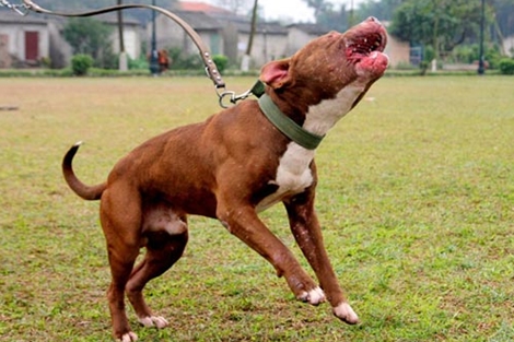 Lắp camera, nuôi chó dữ để canh phòng cho việc mua bán trái phép chất ma túy