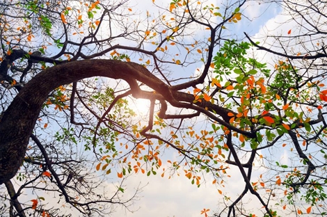 Cận Tết, Bắc bộ hửng nắng, trời đẹp