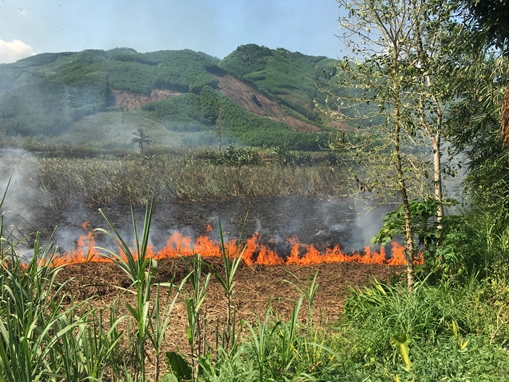 Người dân Ba Tơ điêu đứng vì ruộng mía sắp thu hoạch bị thiêu rụi