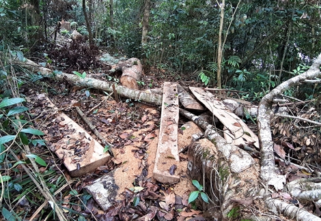 Xót xa rừng tự nhiên Quảng Nam bị “bức tử”