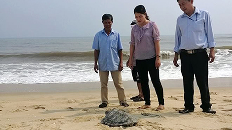 Liên tiếp phát hiện rùa quý hiếm trong Sách đỏ lạc vào bãi biển