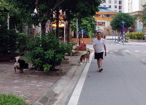 Liên tiếp xảy ra các vụ chó cắn người: Phớt lờ quy định cấm - coi thường tính mạng người khác