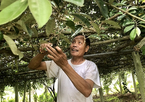 Dâu, nhót được mùa, nhưng không là cây chủ lực