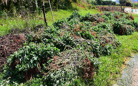 Điêu đứng vì hoa chết hàng loạt