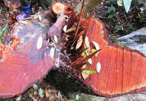 Rừng già "chảy máu" vì "voi chui lọt lỗ kim"