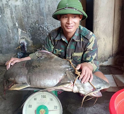 Cá ghé khủng 22kg mắc câu dân bản