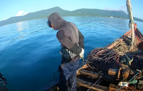 Săn "thần dược" biển Phú Quốc