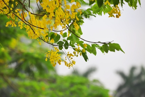 Hồ Tây thơ mộng trong sắc hoa muồng hoàng yến