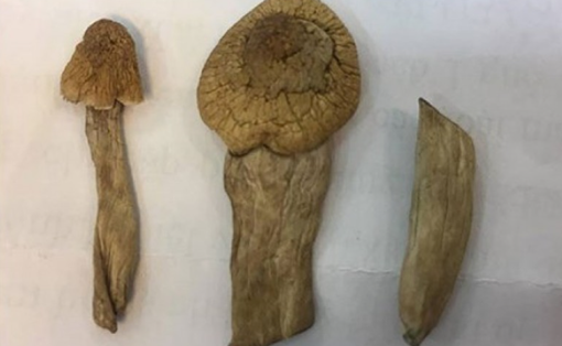 Kinh hoàng ảo giác nấm "ma thuật"