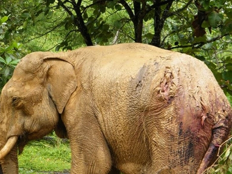 Có một thị trường đen ngang nhiên buôn bán ngà voi