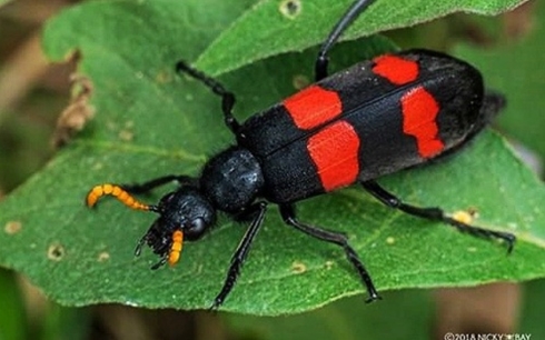 Thương lái Trung Quốc thu mua sâu ban miêu, nhiều người suýt mất mạng