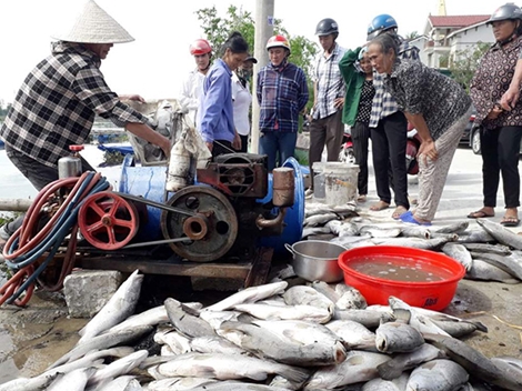 Nguyên nhân làm hơn 120 tấn cá chết ở Hà Tĩnh