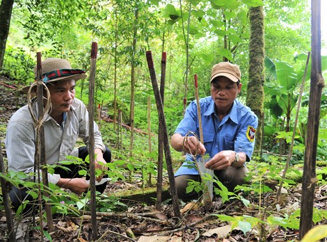 Những người bảo tồn "quốc bảo" sâm Việt Nam