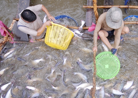 Cơ hội đẩy mạnh xuất khẩu cá tra vào Mỹ