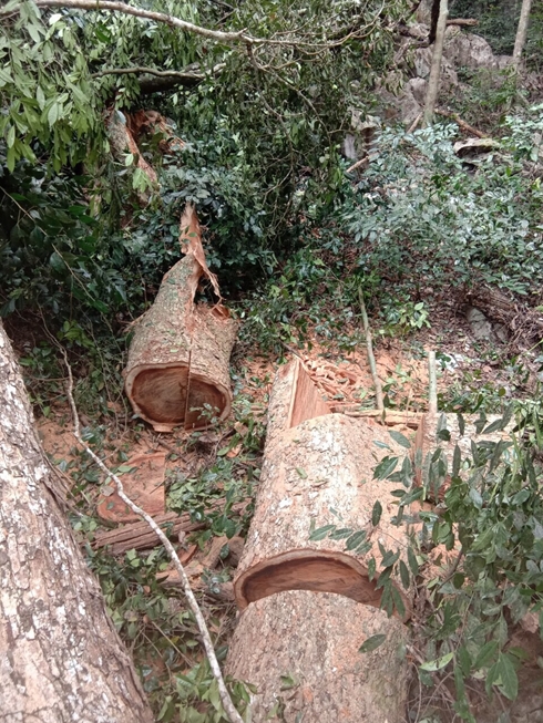 Bắt giam ba lâm tặc chặt hạ 2 cây gỗ nghiến tại Vườn quốc gia Ba Bể