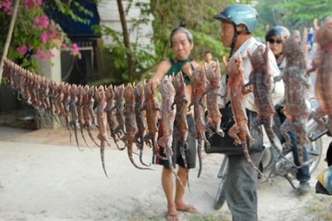 Săn "thần dược" vùng Bảy Núi