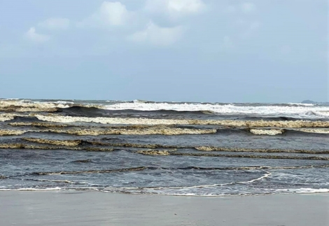 Tìm nguyên nhân nước biển Quảng Ngãi chuyển màu nâu đen