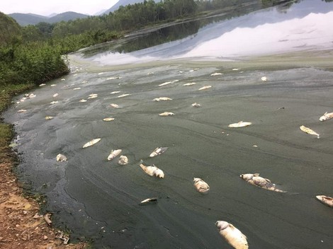 Sẽ dừng dự án nếu Công ty Gia cầm Hòa Phát Phú Thọ tái phạm