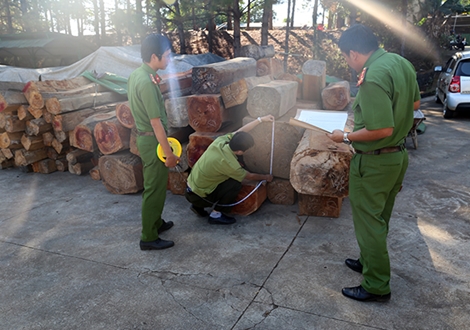 Xe ô tô đầu kéo vận chuyển 60m3 gỗ không nguồn gốc