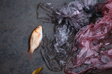 Được phóng sinh với tro và bàn thờ, cá chép chết nổi mặt hồ