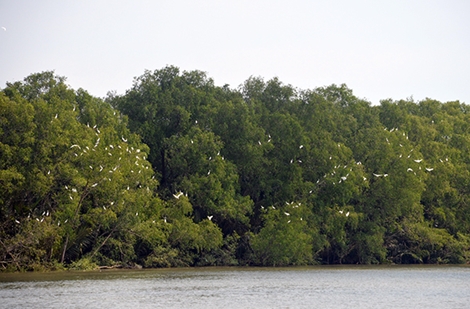 Về nơi khởi nguồn bài hát “Du kích Long Phú”