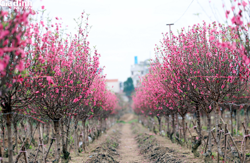 Chuyện ngoài phố