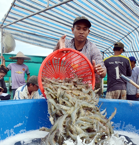 Ngành tôm Cà Mau gặp khó