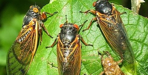 Con ve sầu của học giả Nguyễn Văn Vĩnh