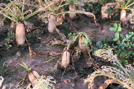 Người nông dân nguy cơ trắng tay vì sâu tơ tàn phá ruộng đồng